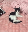 chiko