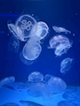 新着ブログ 初めて💕°･🐠