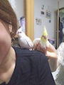 chiko