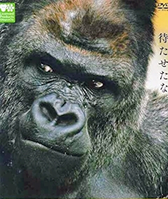 プロフィール写真2・ゴリラゴリラゴリラ(学名)｜88's・ハチハチ - 東心斎橋のスナック