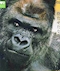 プロフィール写真2・ゴリラゴリラゴリラ(学名)｜88's・ハチハチ - 東心斎橋のスナック