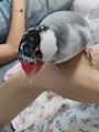 chiko
