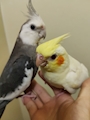 chiko