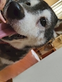 chiko