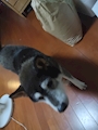 chiko