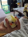 chiko