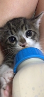 chiko