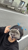 のすけ