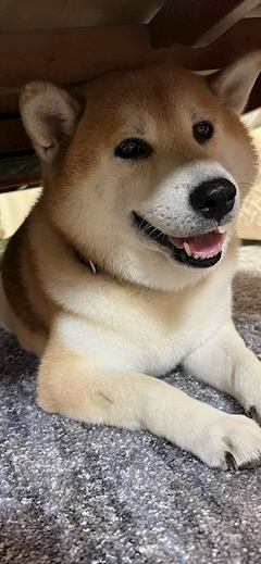 さら
