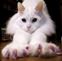 サナ