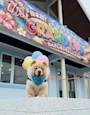 chiko