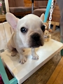 chiko