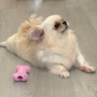 chiko
