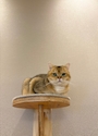 chiko