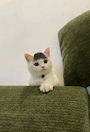 chiko