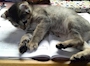 chiko