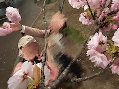 さくら🌸「屋台ふたたび🌸！」