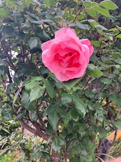 みちる