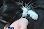 新着ブログ ヒゲが長い猫は勝ち組なんだって