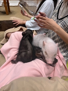 🐷