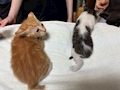 ワコ