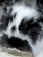 chiko