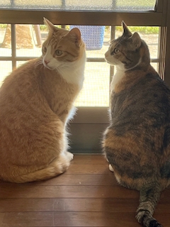 みさ