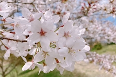 れお*cameliabianco