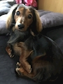chiko