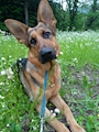chiko