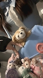 chiko