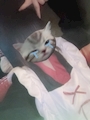 chiko