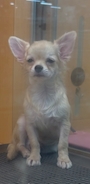 chiko