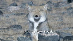 はな