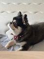 chiko