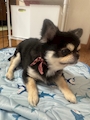 chiko