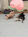chiko