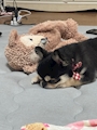chiko