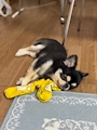 chiko