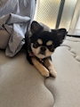 chiko