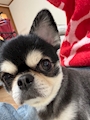 chiko