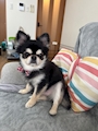 chiko