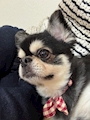 chiko