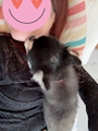 chiko