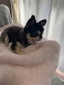 chiko