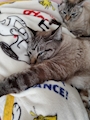 chiko