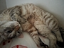 chiko