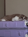 chiko