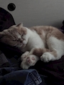 chiko