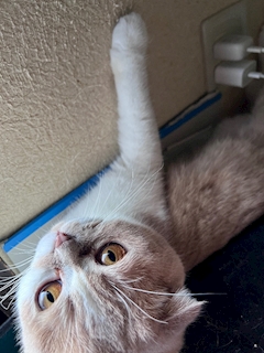 みゆ